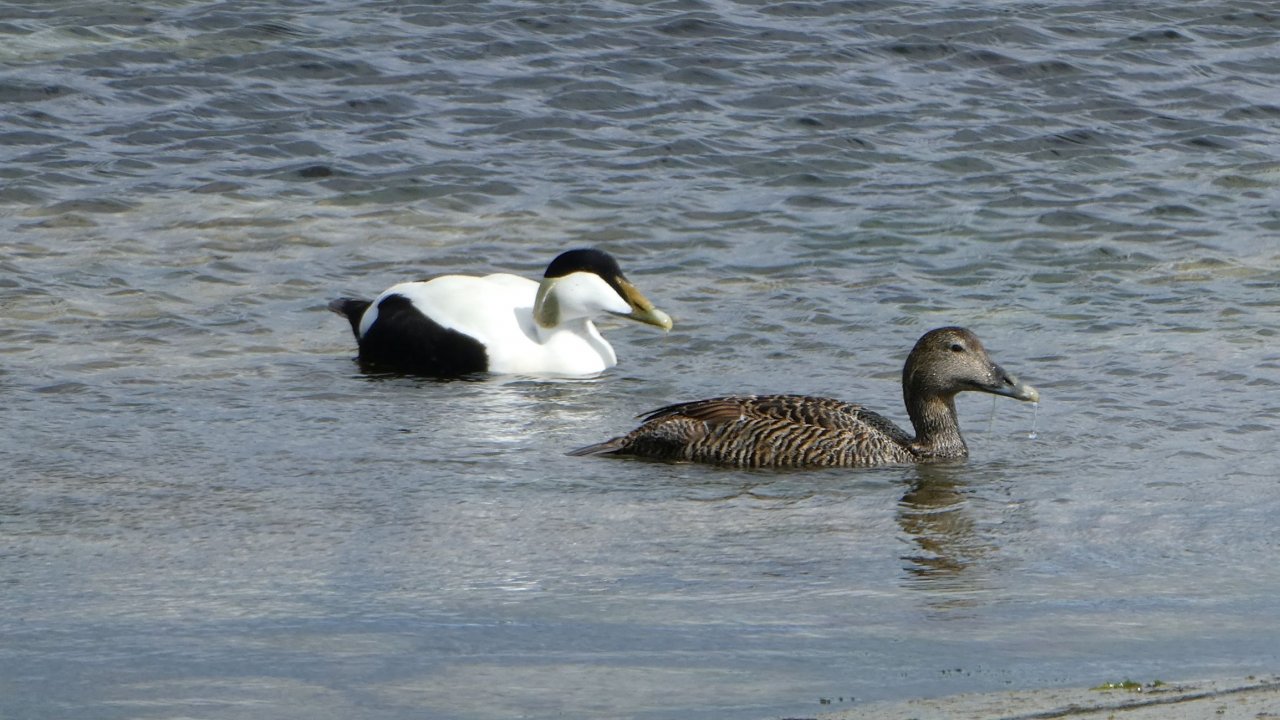 Eider ducks
