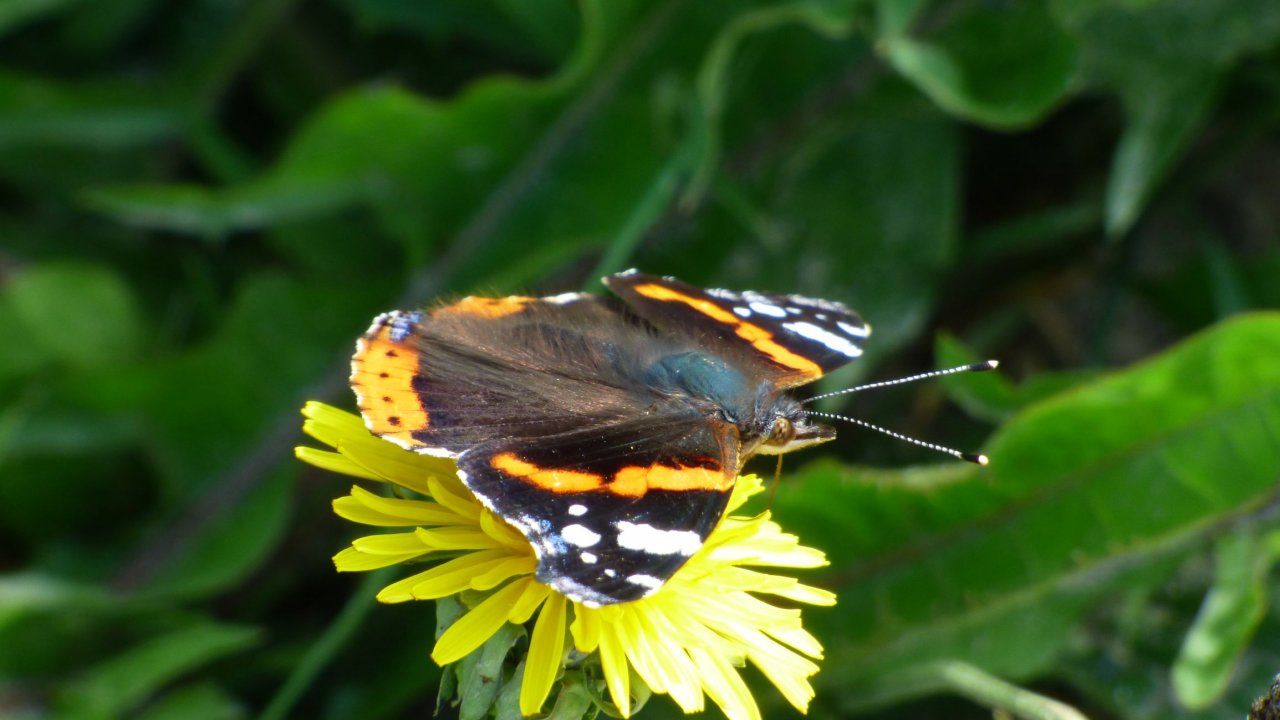 Red Admiral