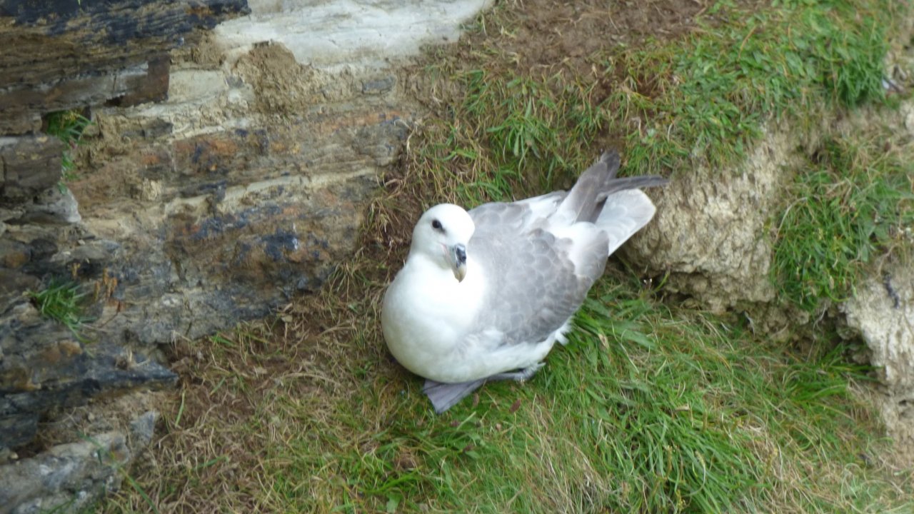 Fulmar