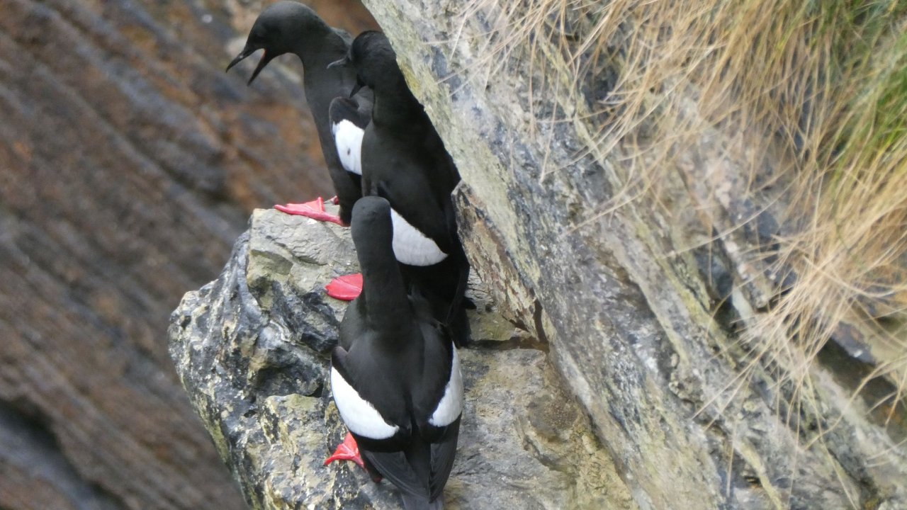 Black guillemots