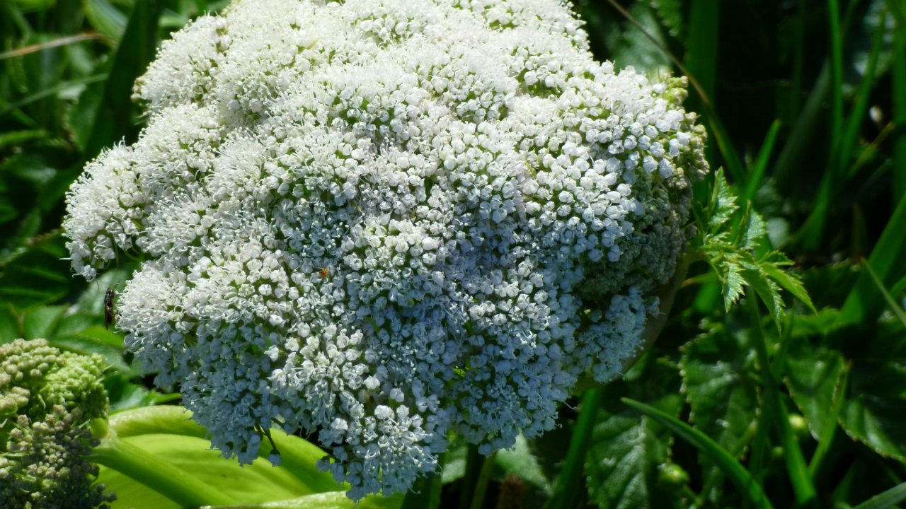 Wild Angelica
