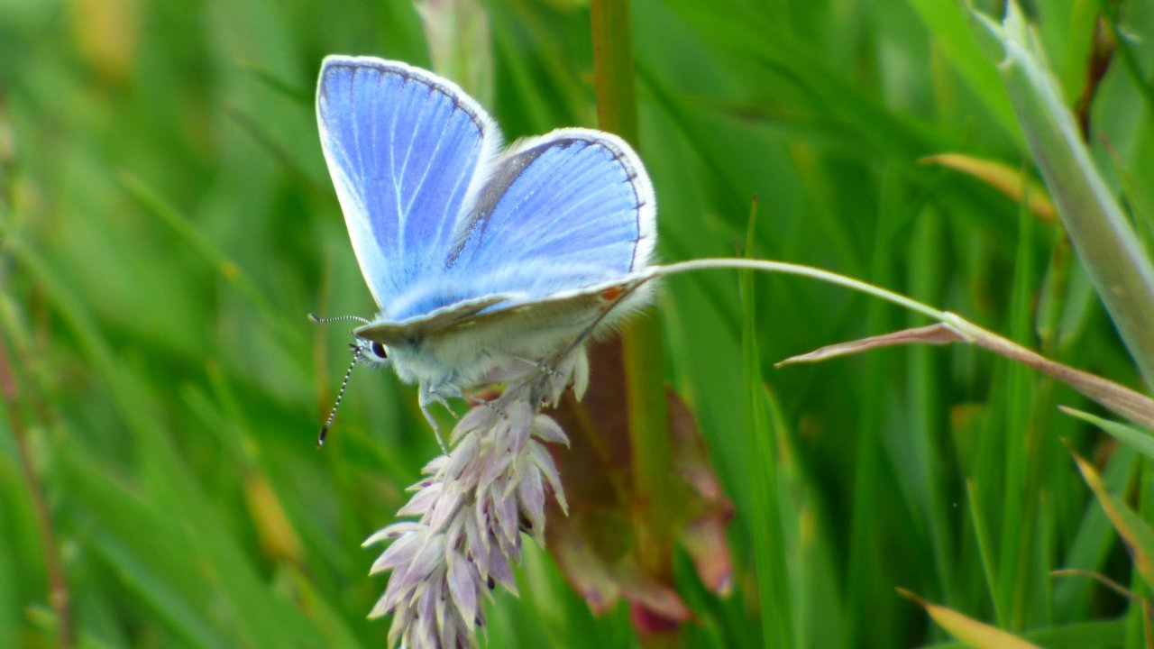 Common Blue butterfly