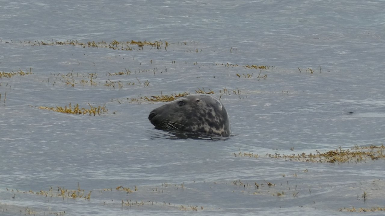Grey seal