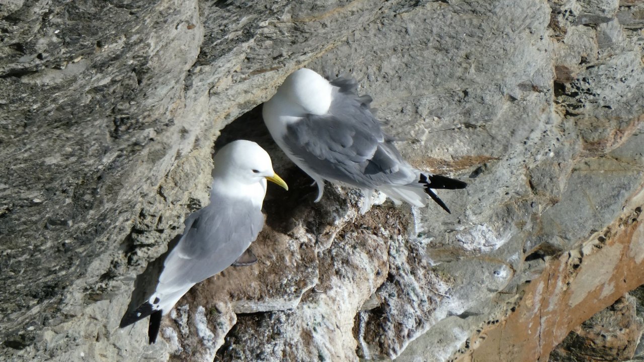 Seabird City Experience
