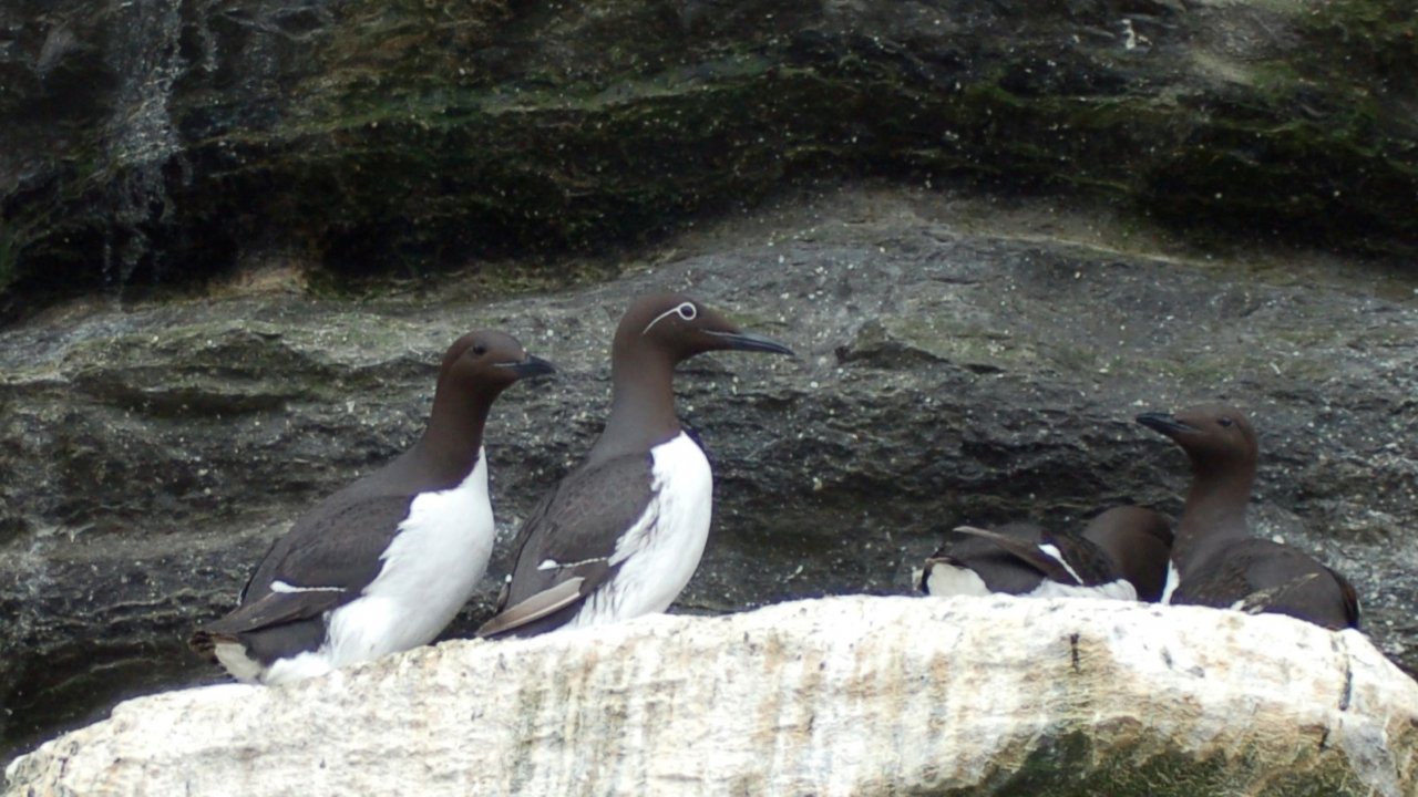 Common Guillemots