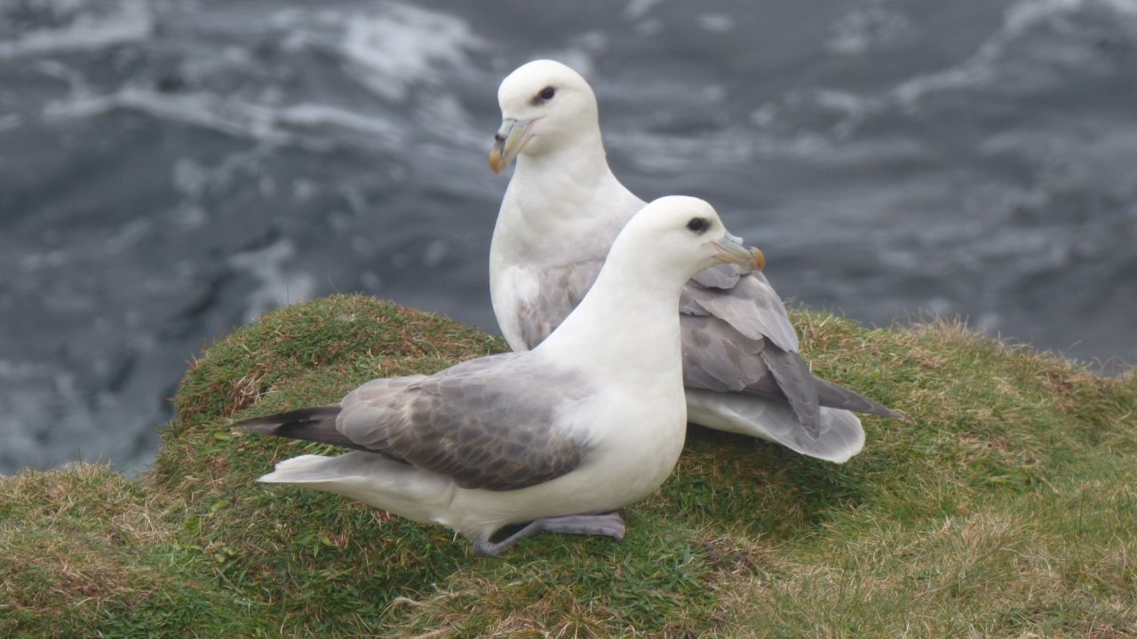 Fulmars