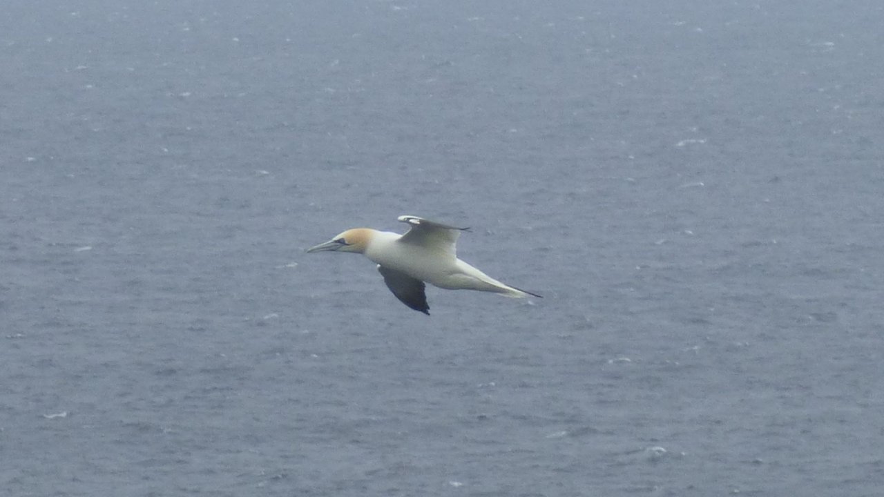 Gannet