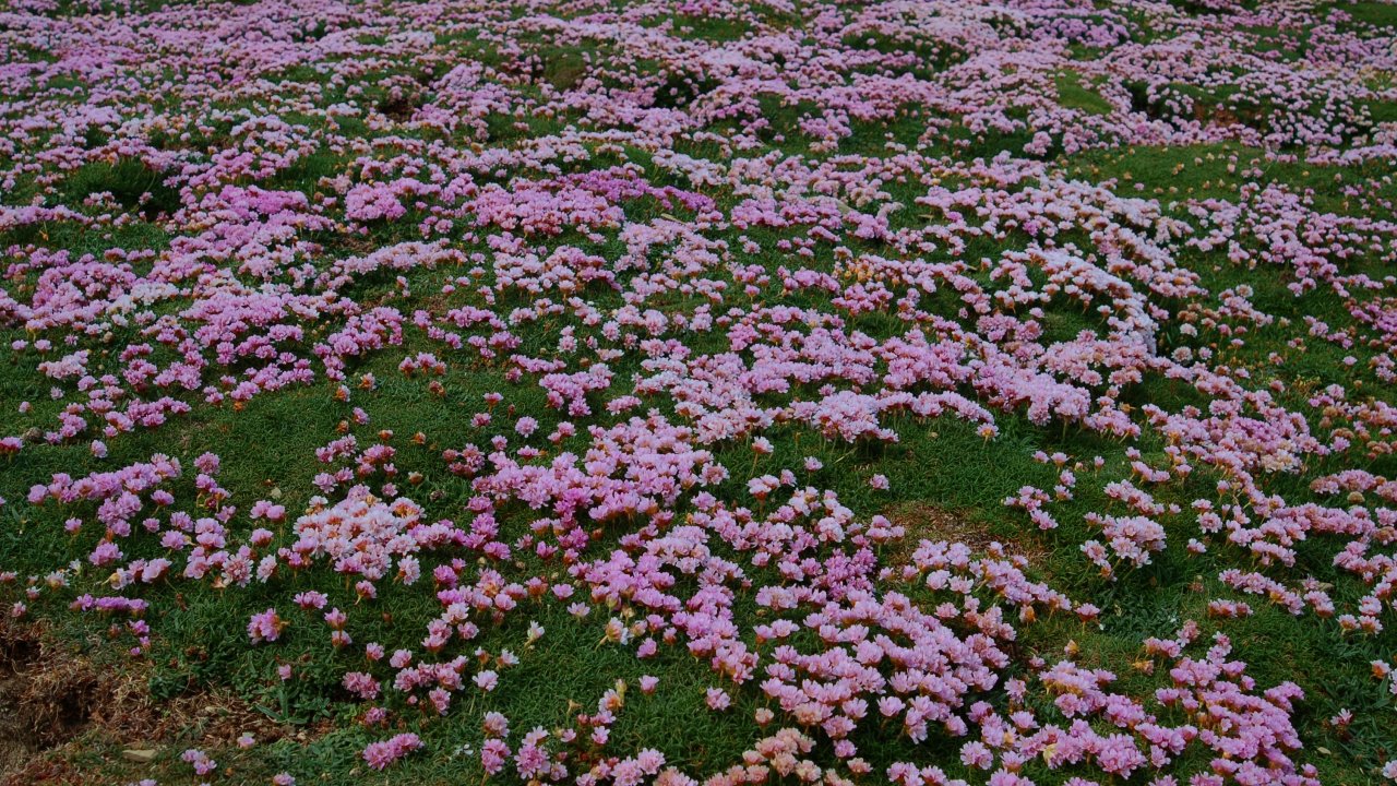 Thrift carpet