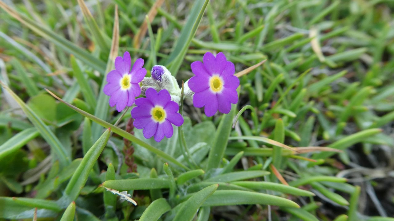 Evening Wildflower Walk