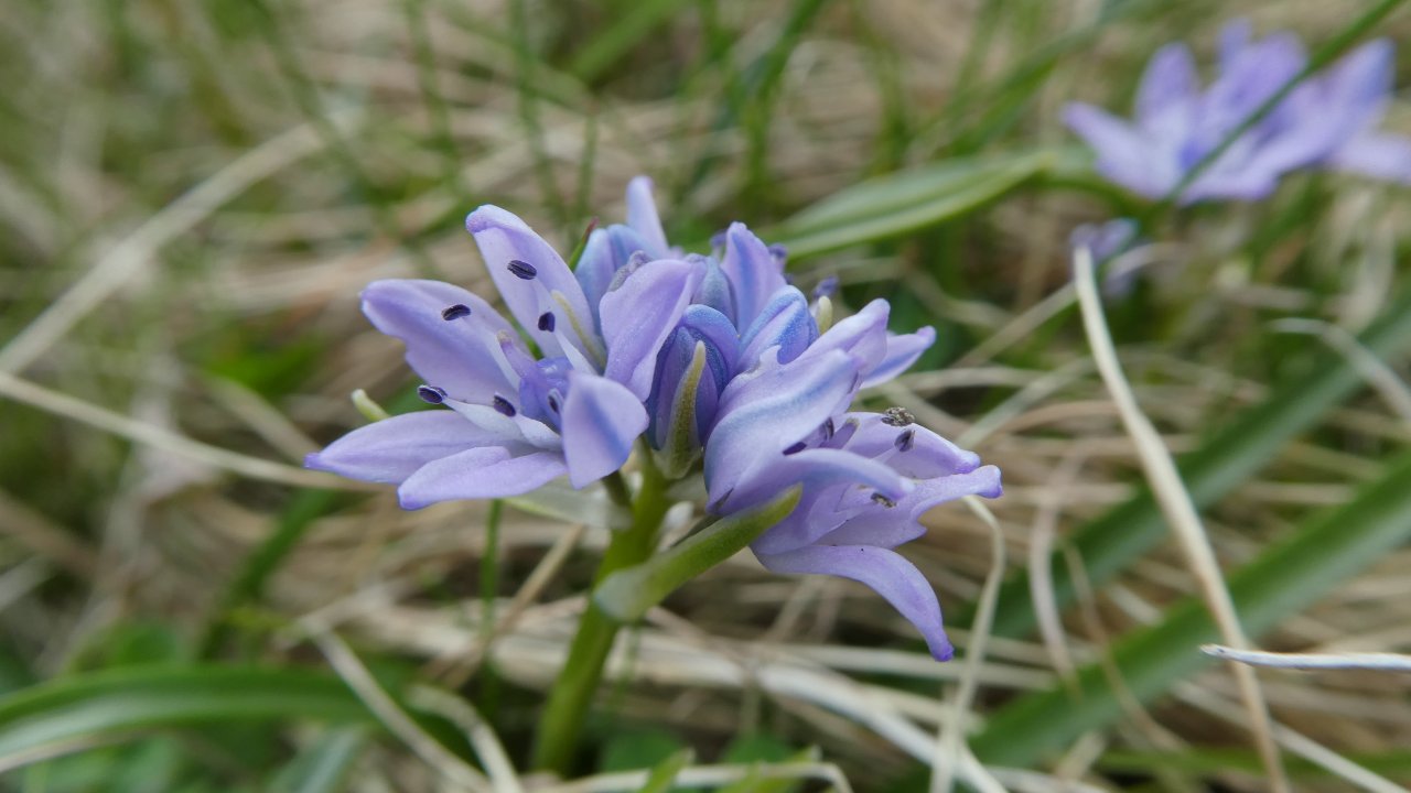 Spring Squill