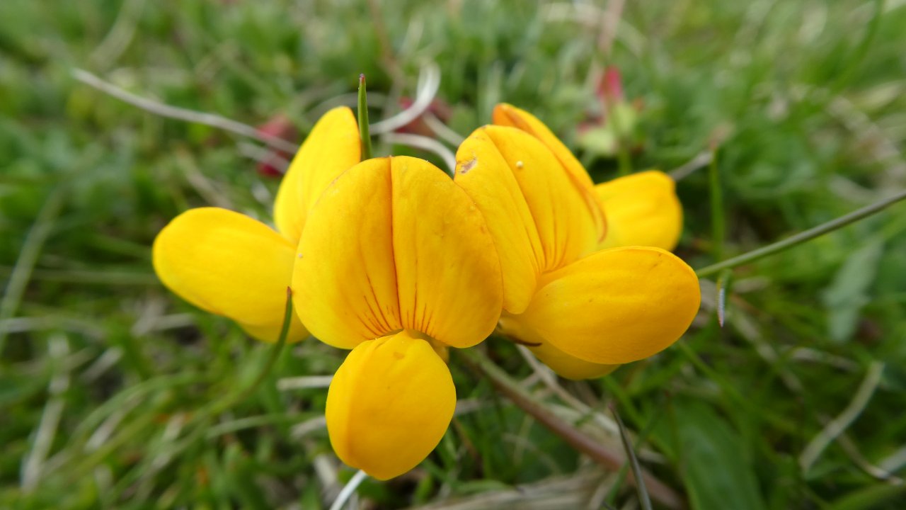 Birds Foot Trefoil