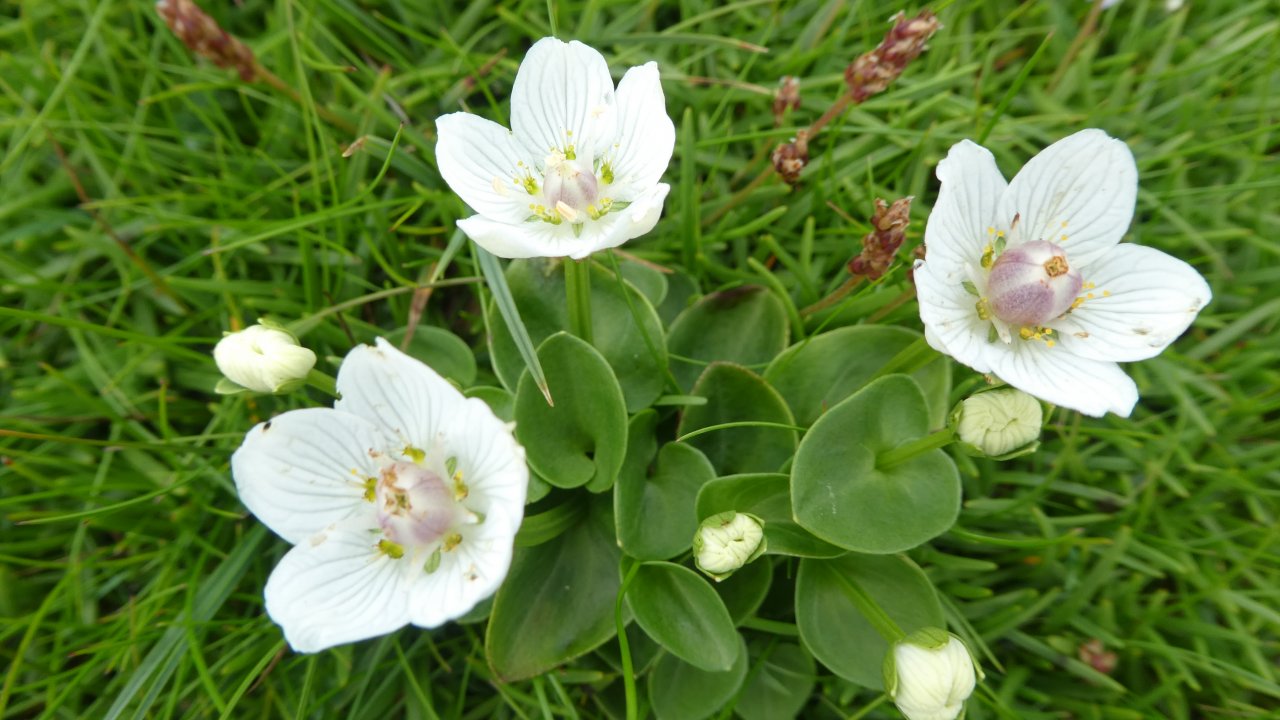 Grass of Parnassus