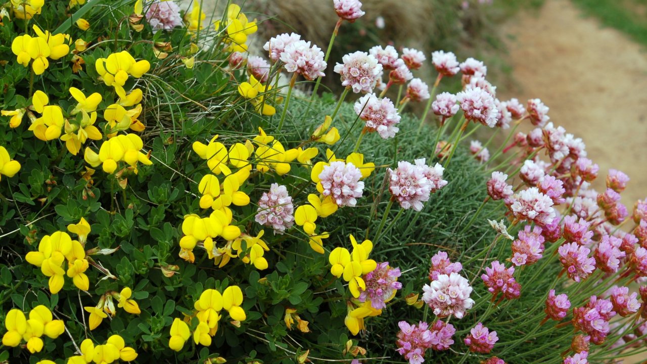 Birds Foot Trefoil & Thrift