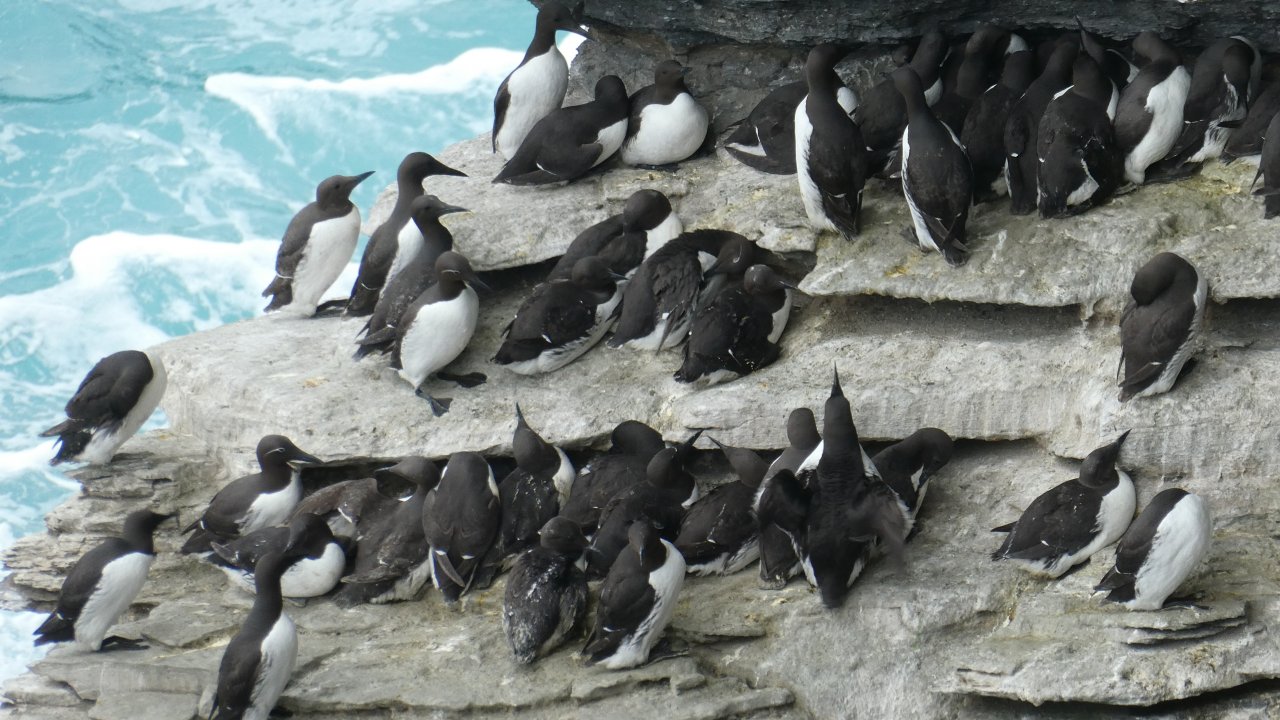 Evening Seabird Walk