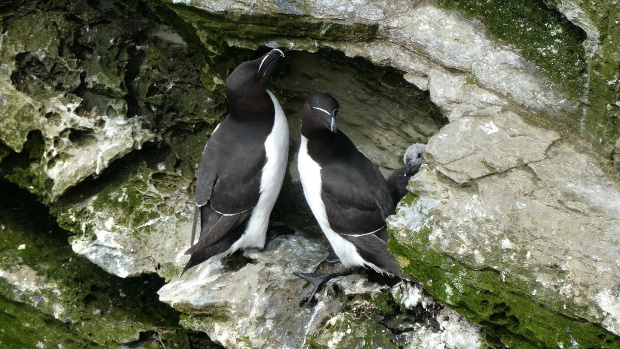 Razorbills