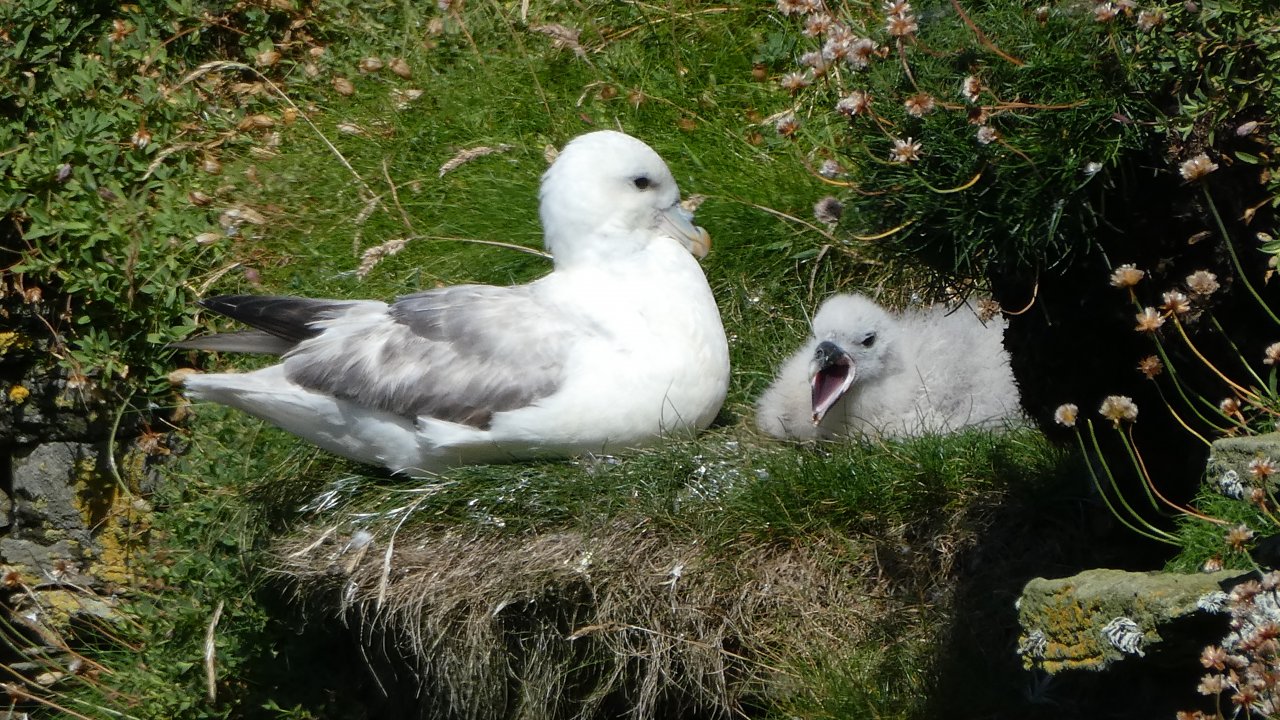 Fulmar with chick