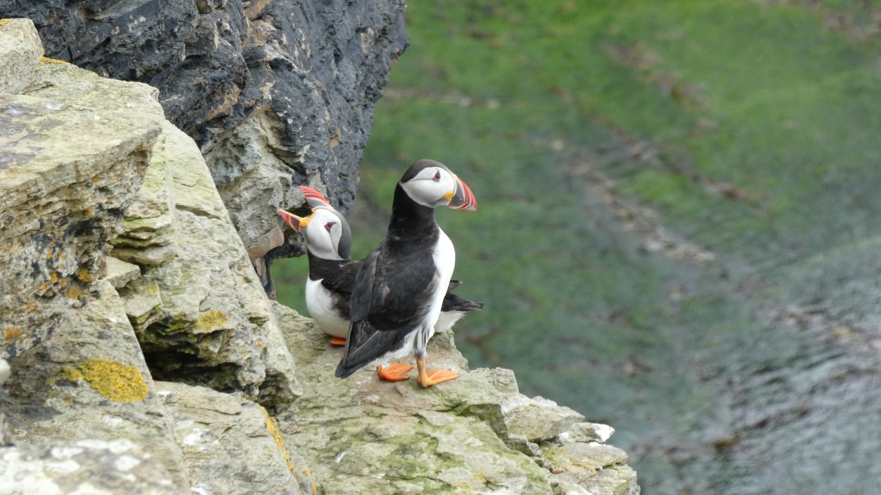 Puffins