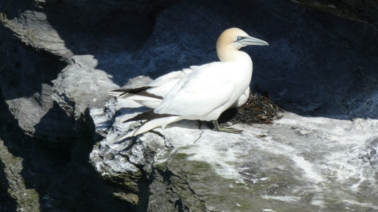 Gannet