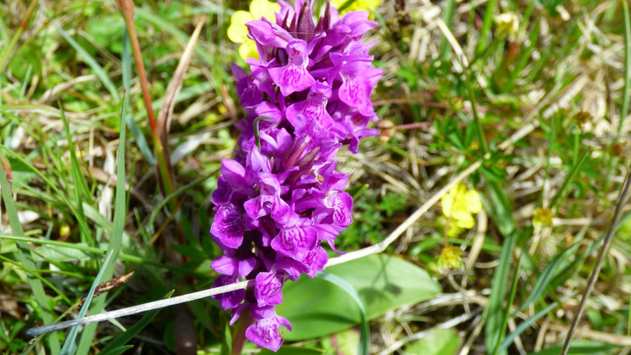 Orchid