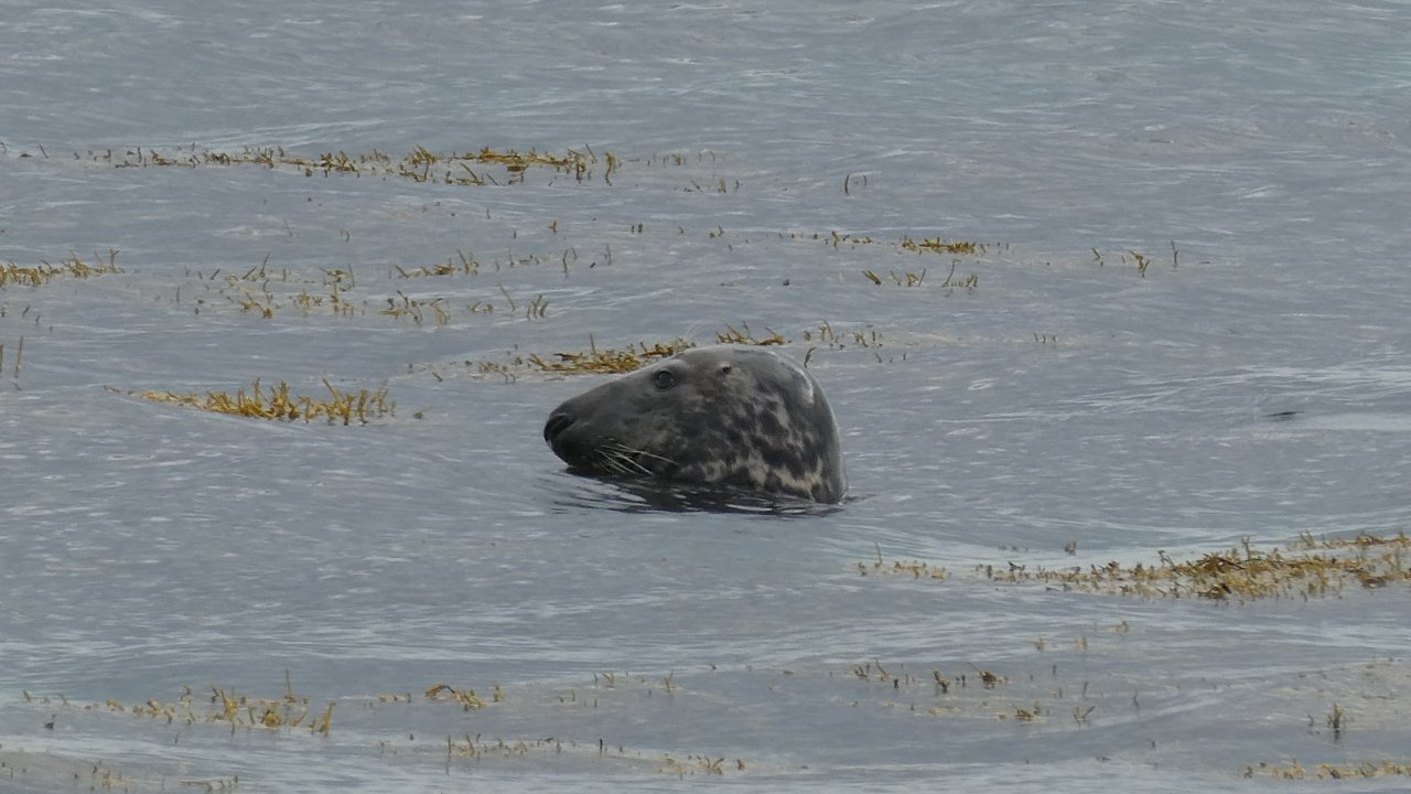 Grey Seal