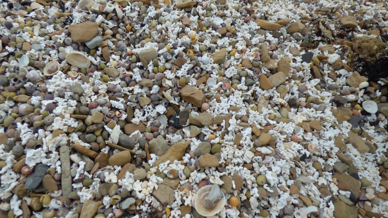 Maerl and shells