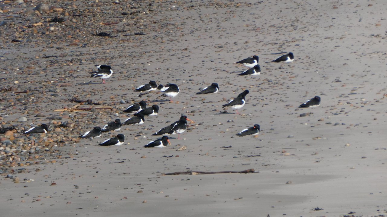 Oystercatchers