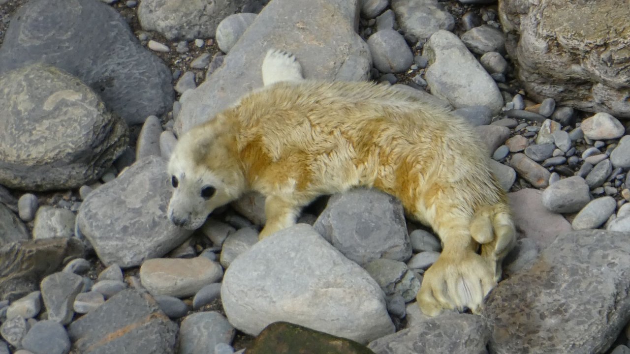 Seal Pup