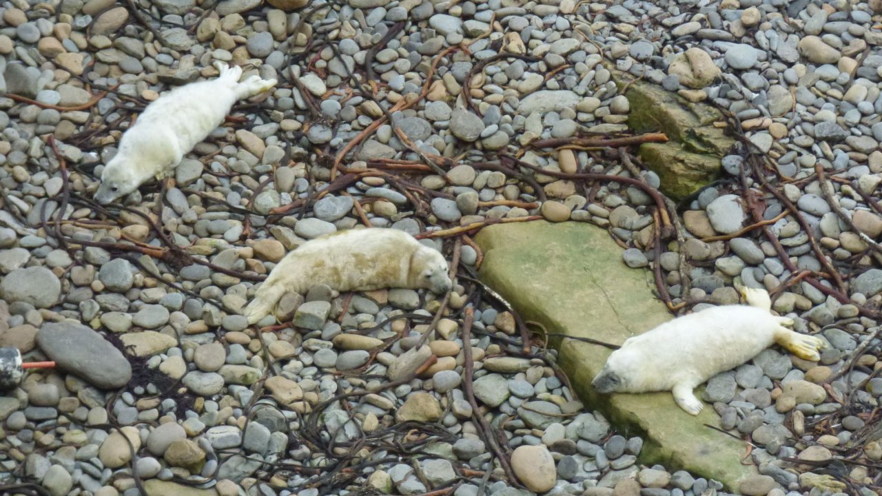 Seal Pups