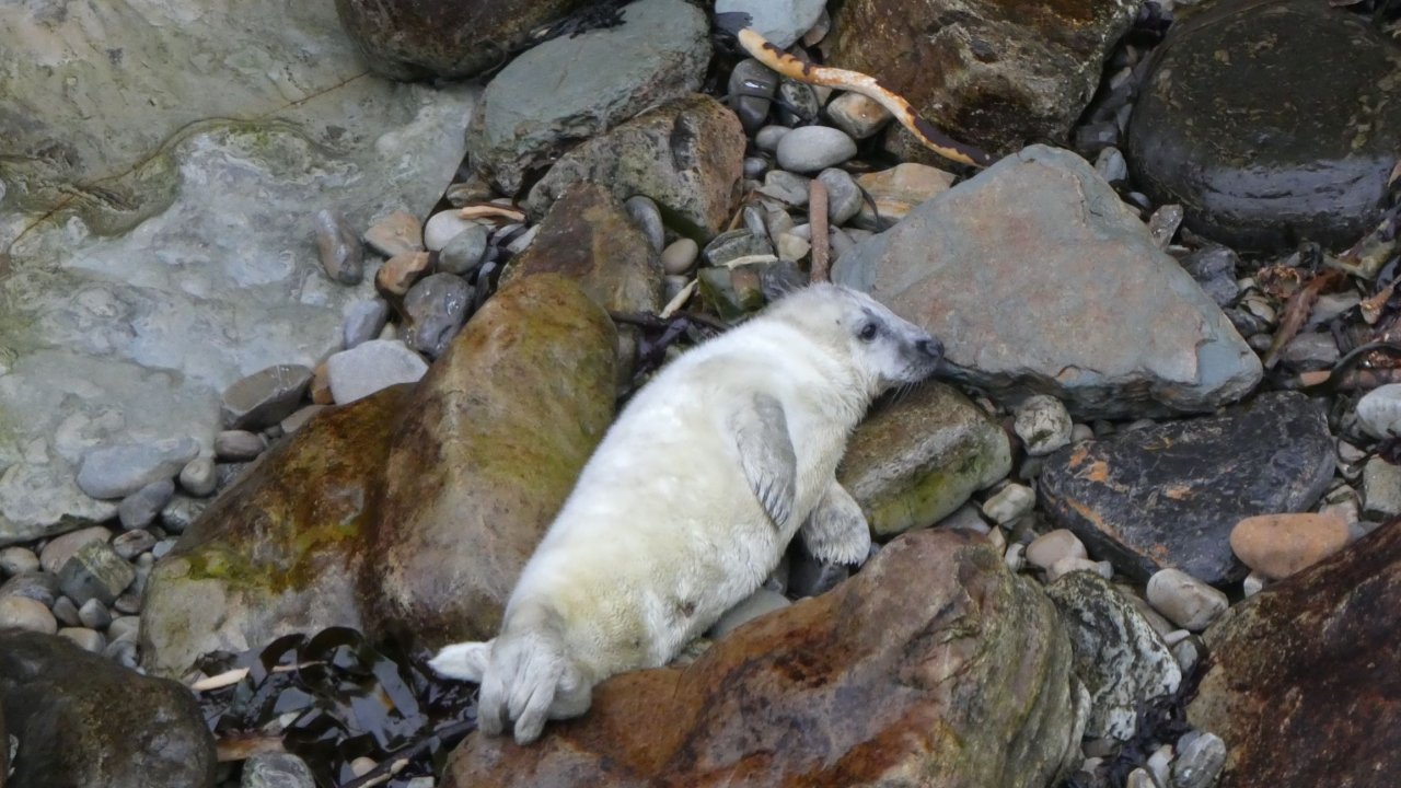Seal Pup