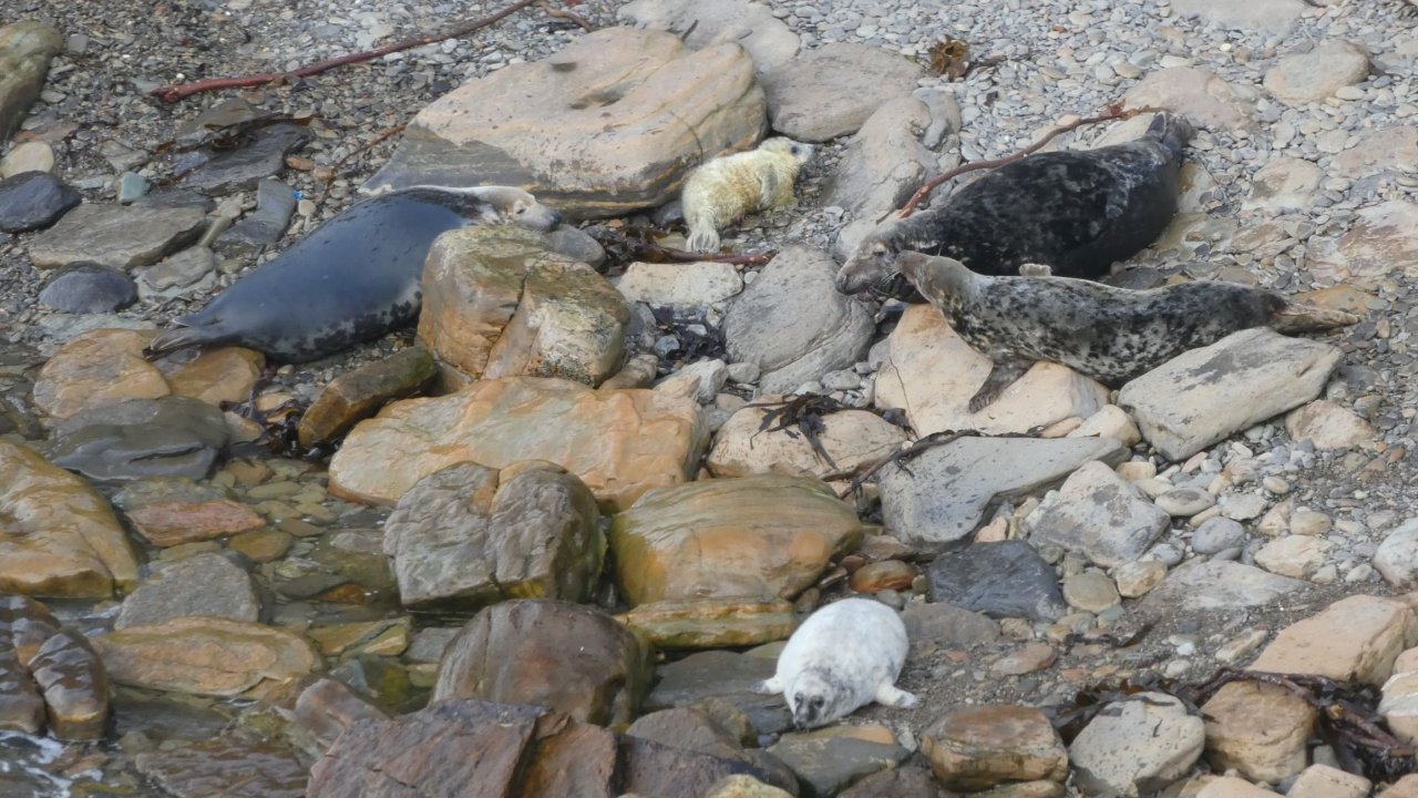 Adults & Pups