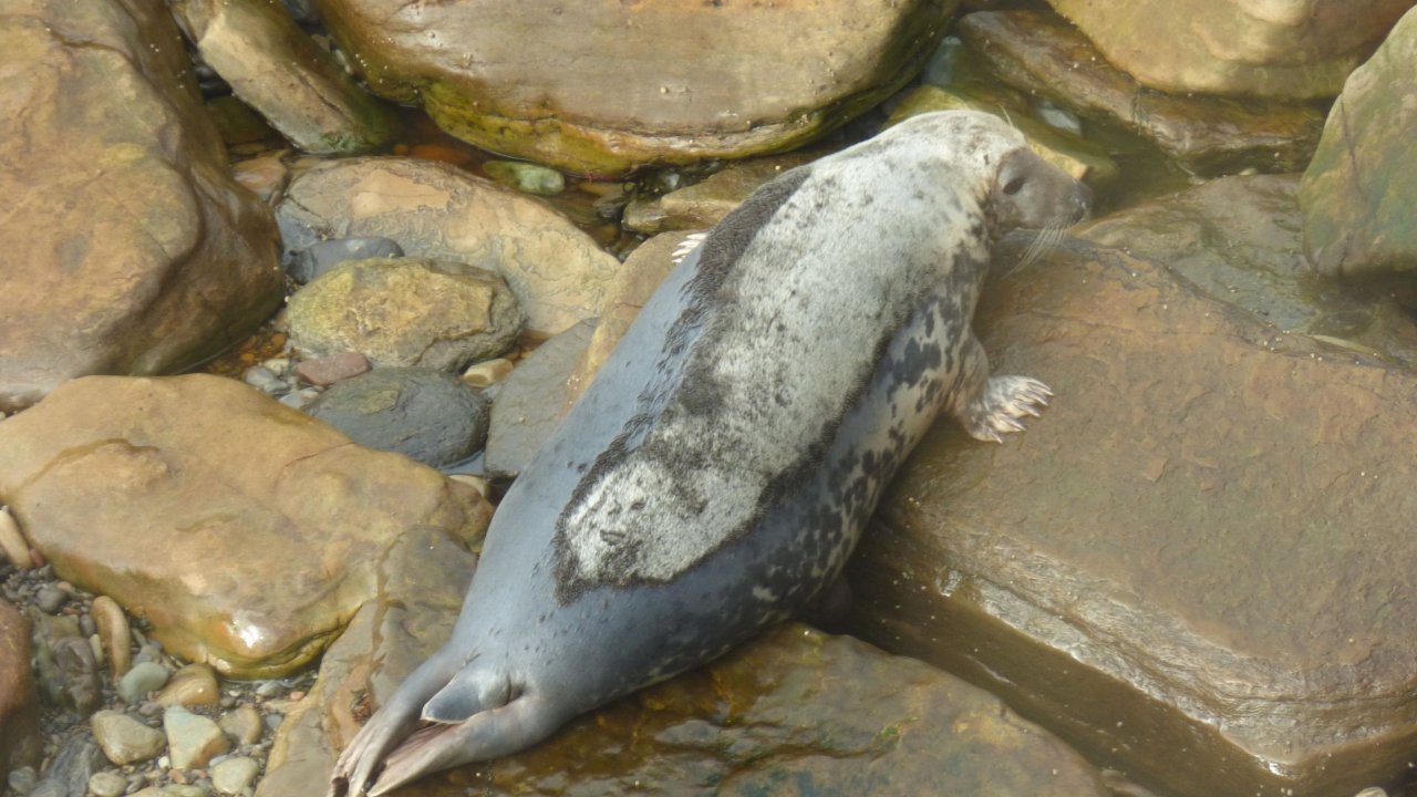 Adult Seal