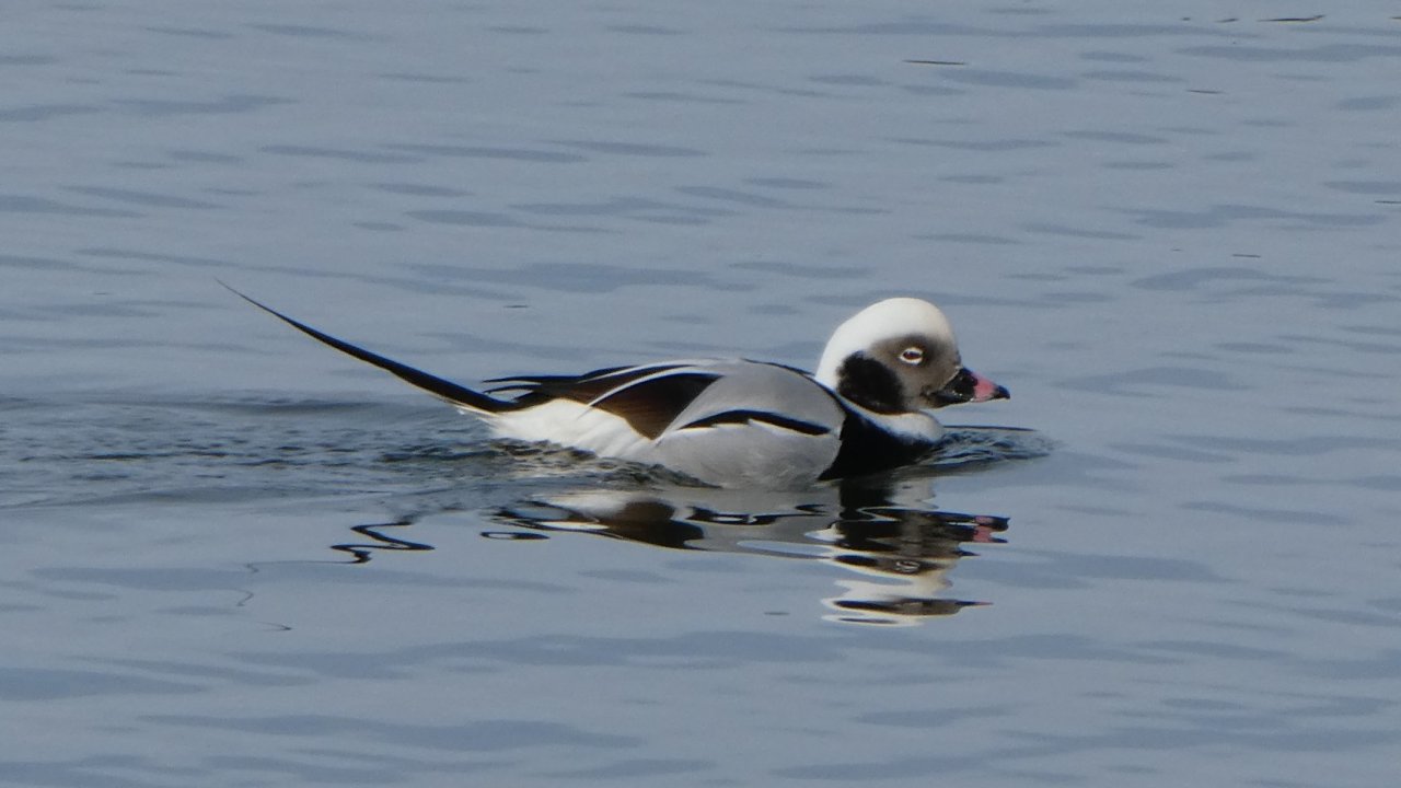 Winter Wildlife Walk