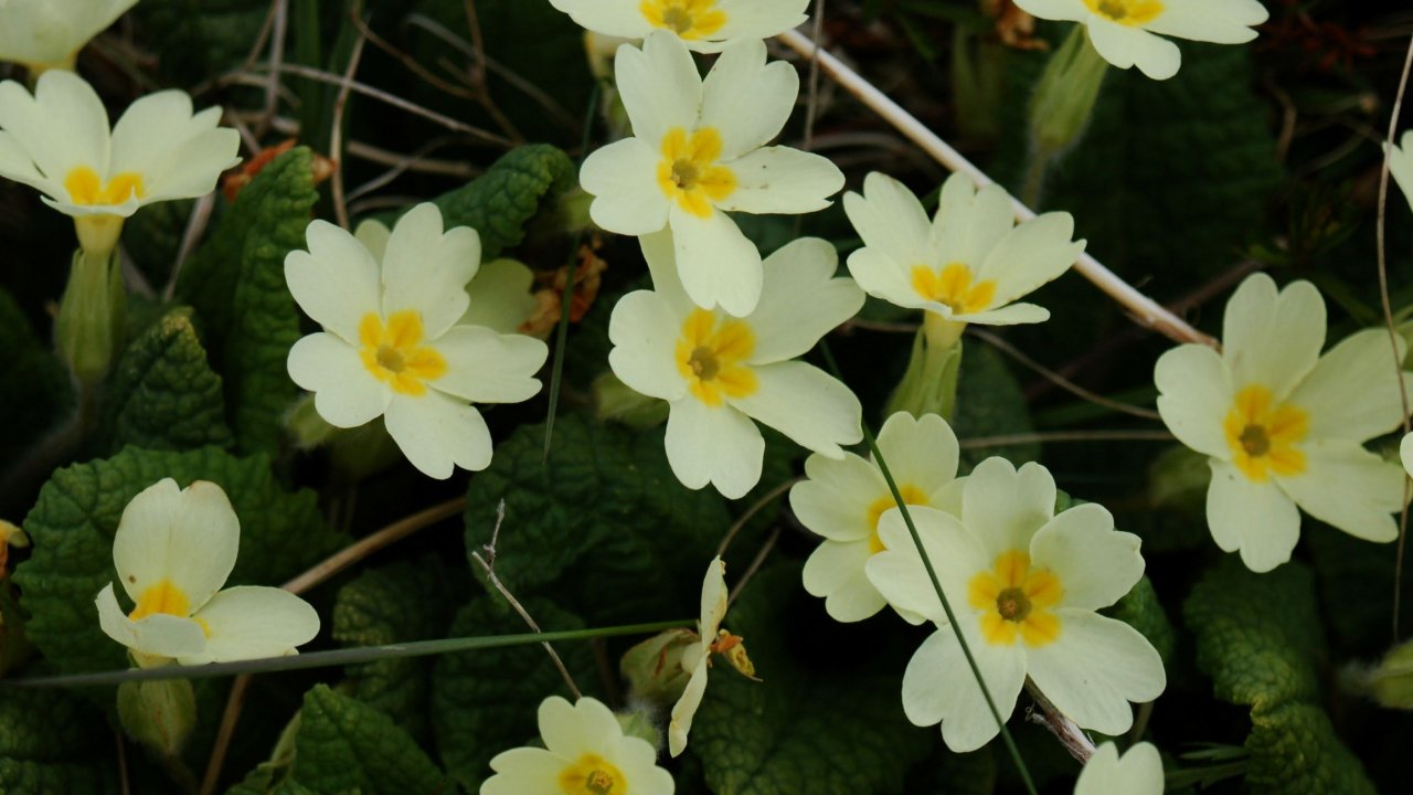 Primroses