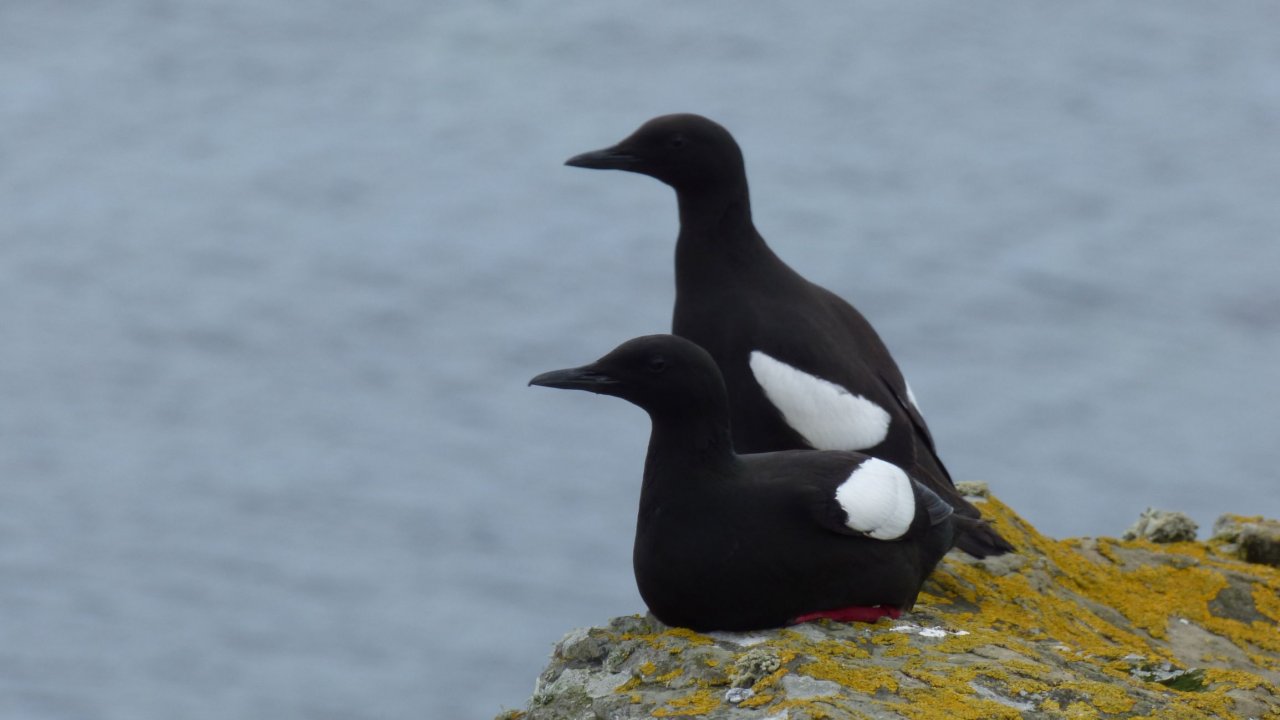 Black Guillemots