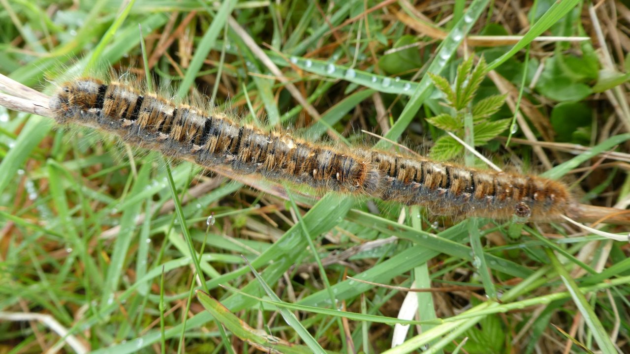 Northern Eggar caterpillar