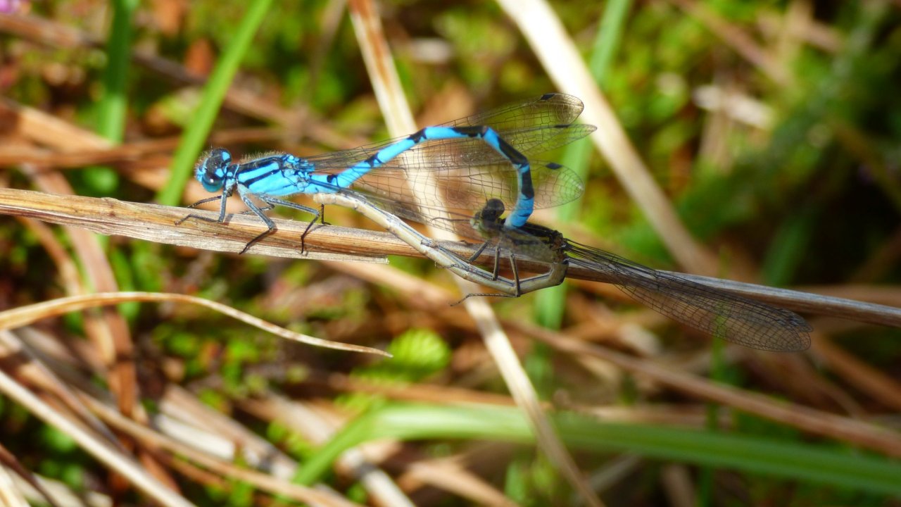 Common Blue damselflies