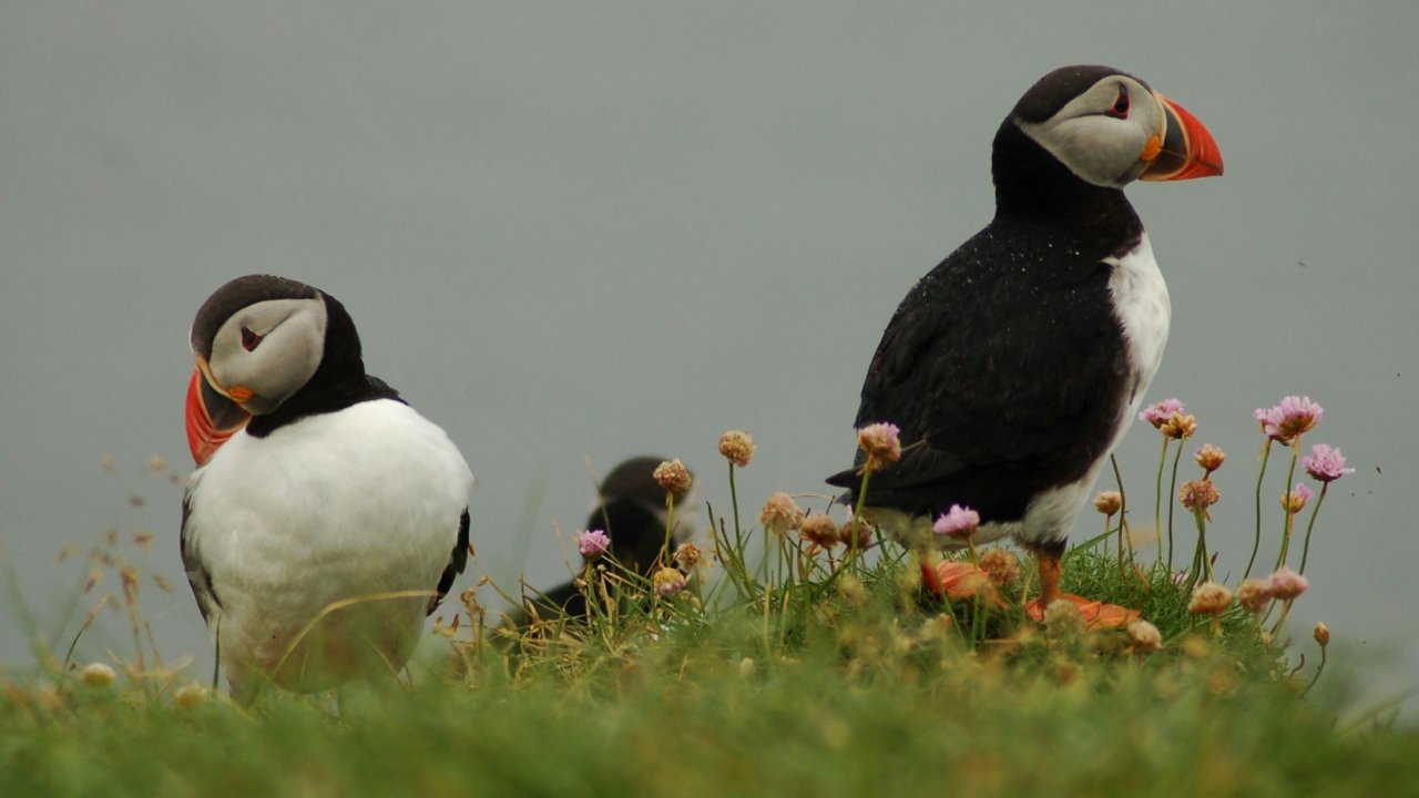 The Ultimate Puffin Experience