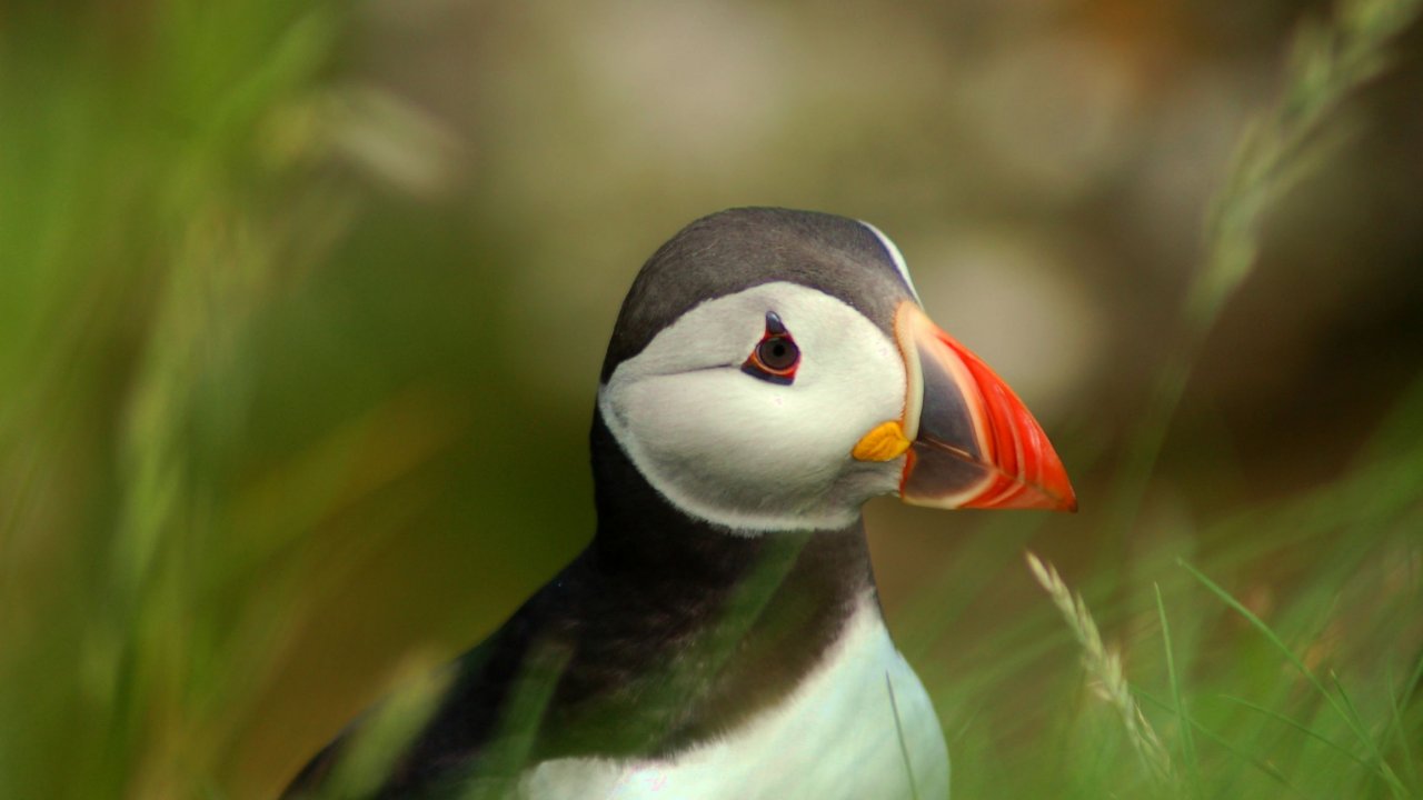 Puffin