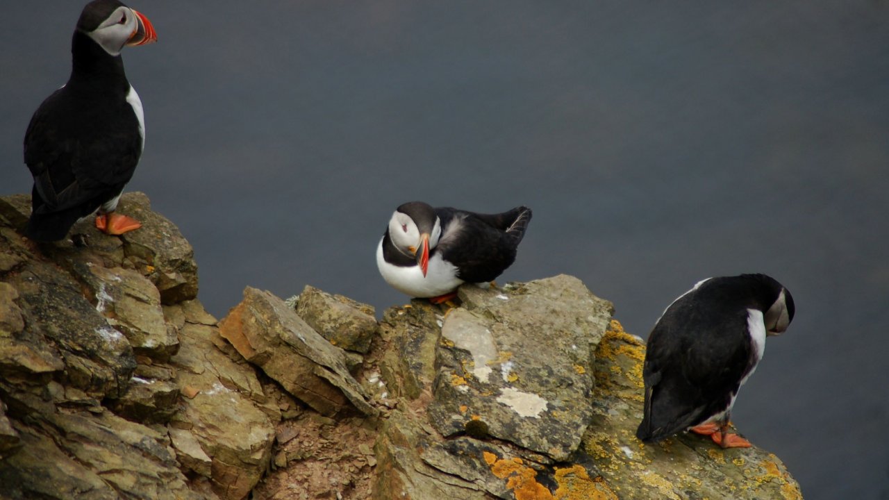 Puffin trio
