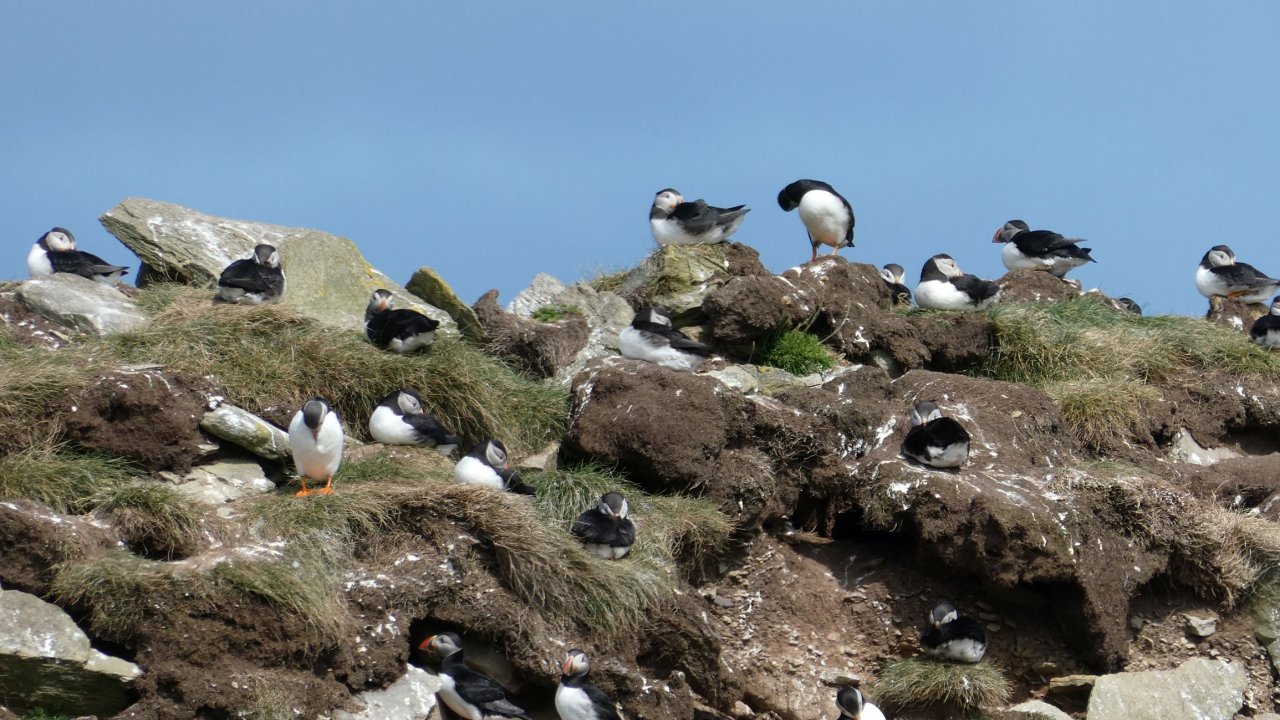 Puffins on Castle of Burrian
