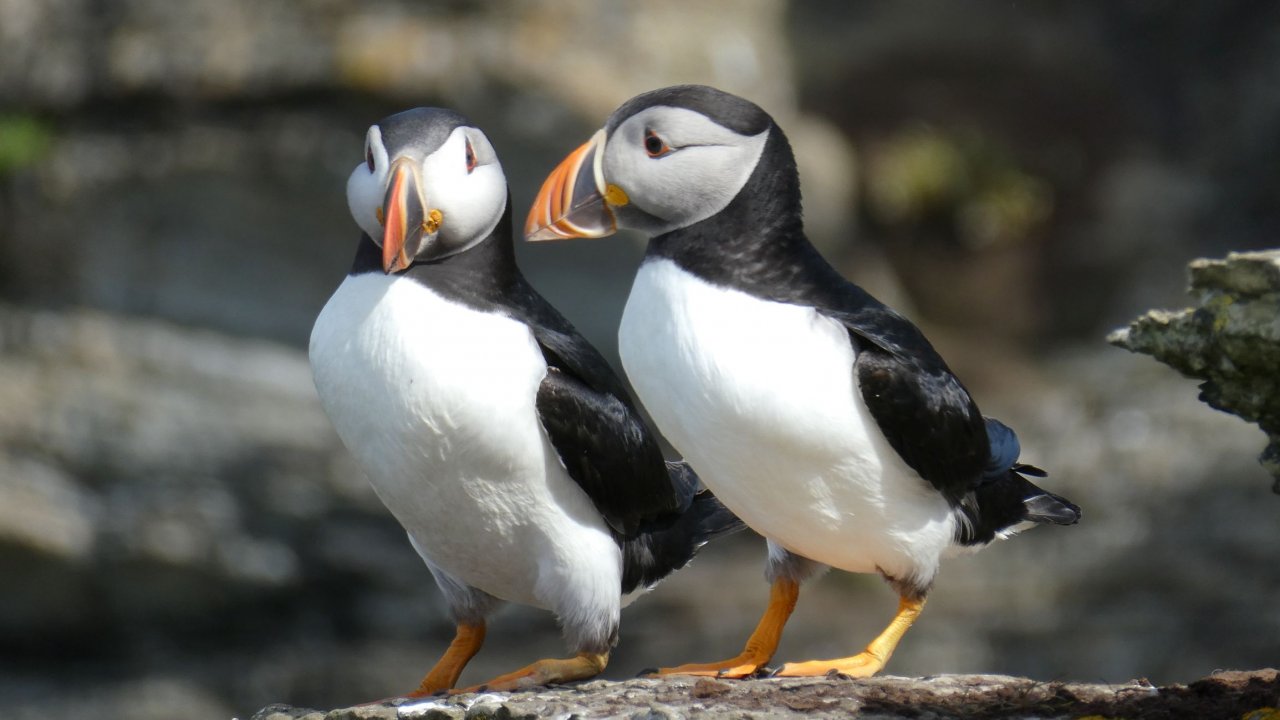 Puffin pair