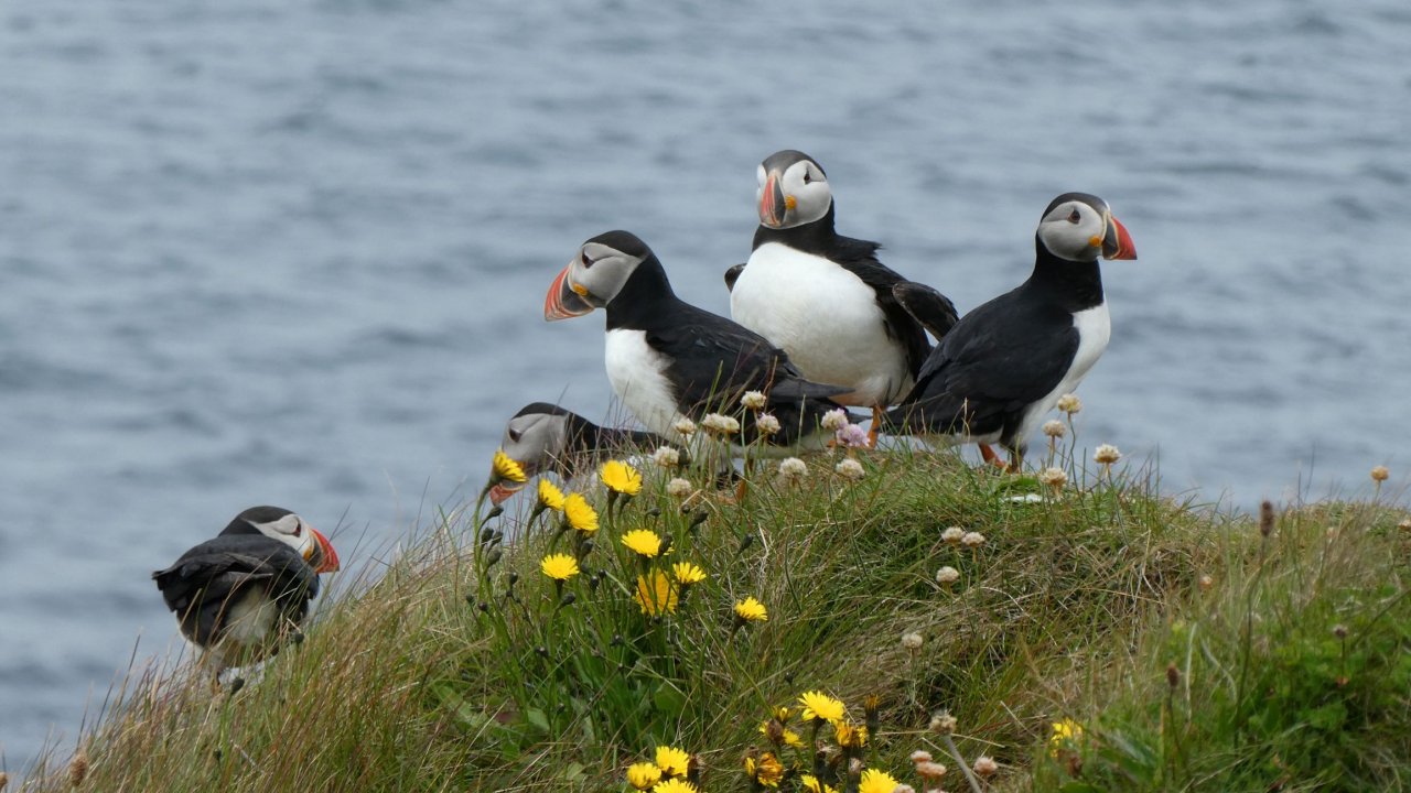 Puffins