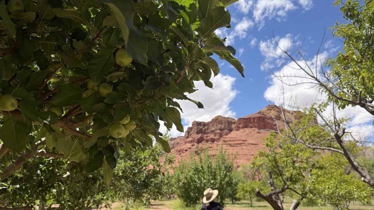 The orchard
