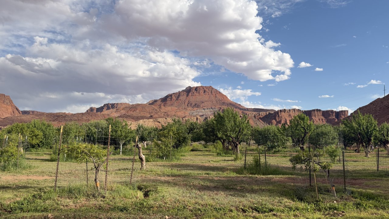The orchard