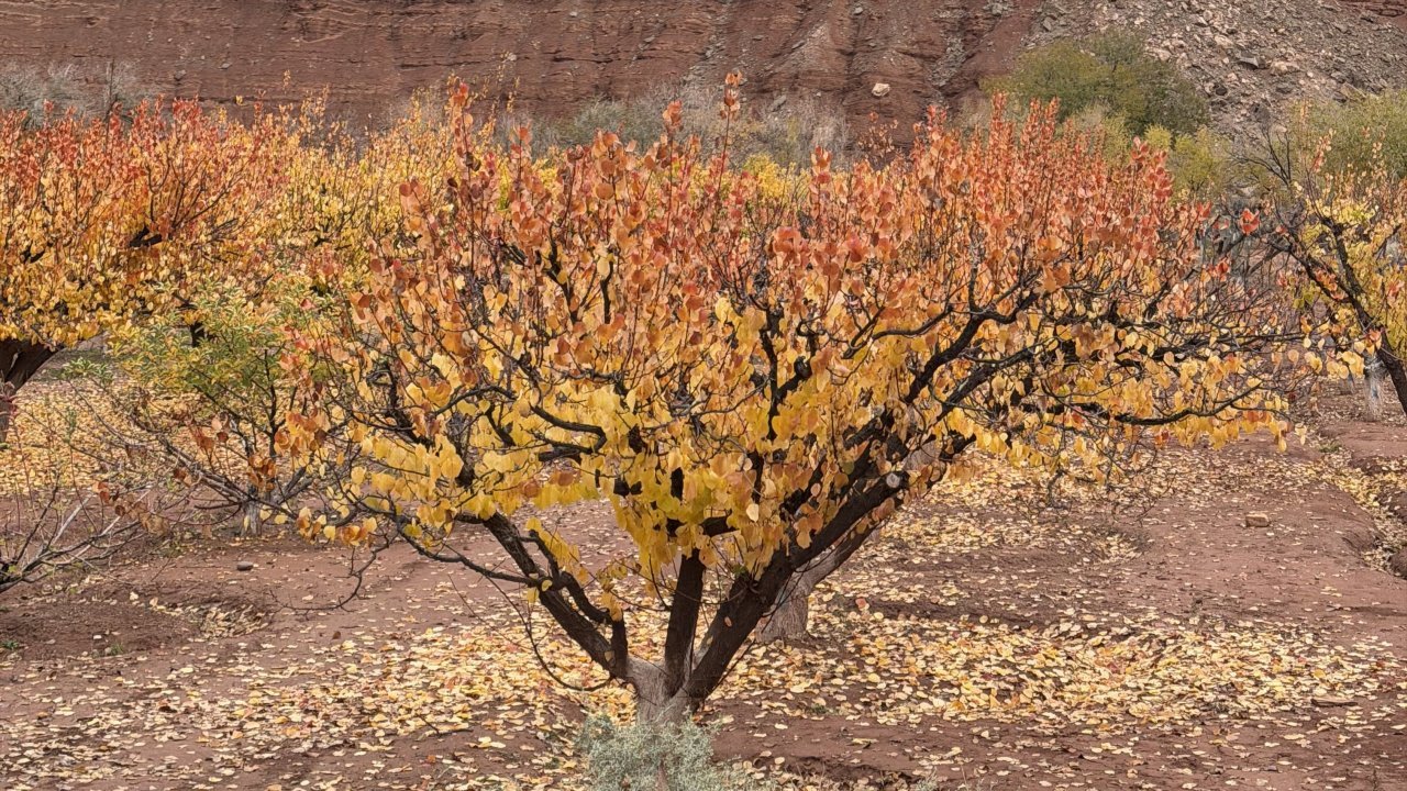 Fall colors at the orchard
