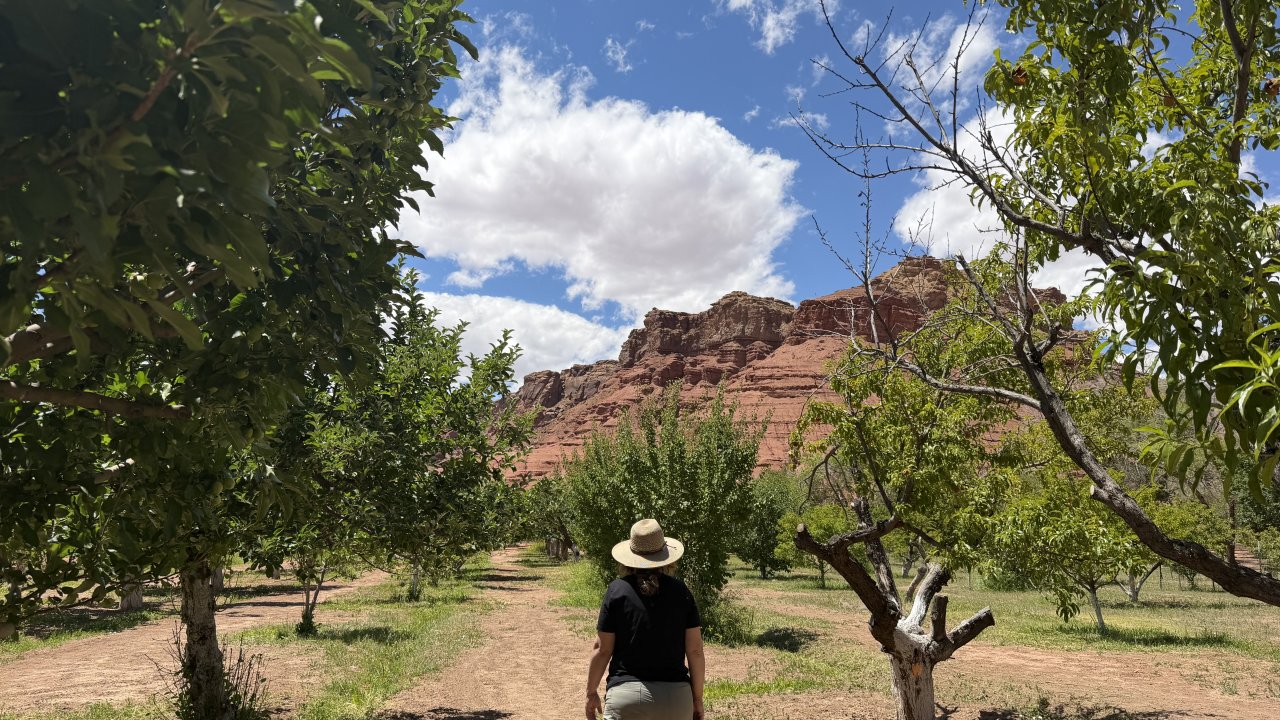 Walking through the orchard