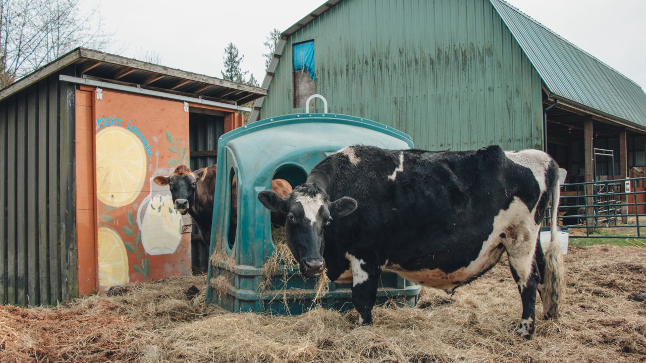 Our Steers Scooter & Sparky