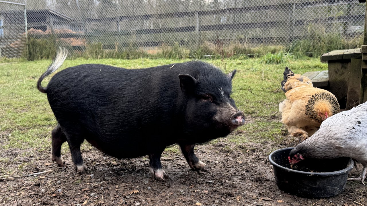 Patsy Swine 