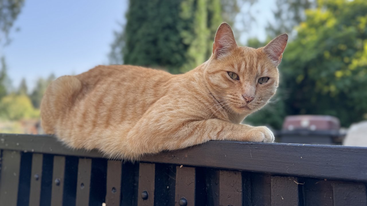 GInger 