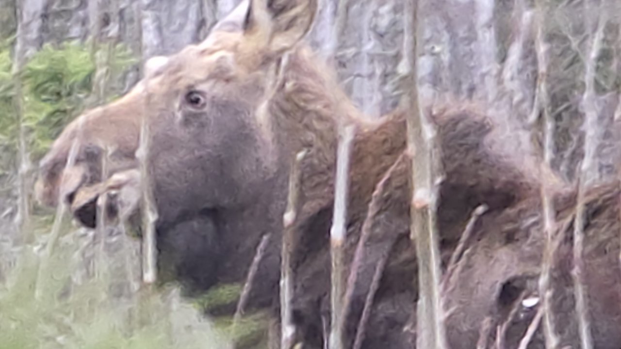 Capture the wildlife